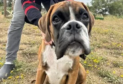 Um boxer sentado num terreno de erva seca, seguro ao peito pela dona, de camisola às riscas